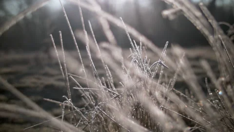 Frost on long grass Stock Footage 140399928