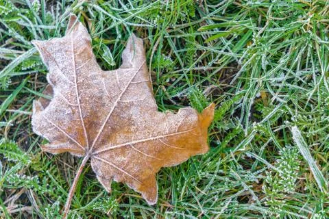 Frost on maple leaf lying on grass in autumn Stock Photos