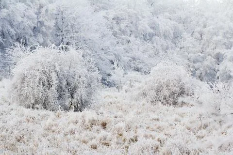 Frost on meadow Stock Photos