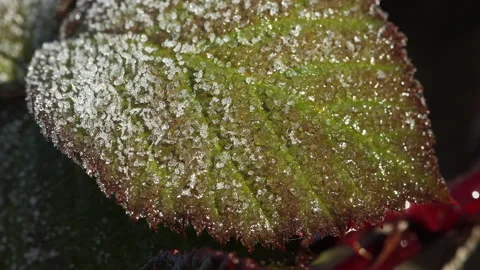 Frost Melting On Leaf Timelapse Vidéo 265660077