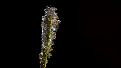 Frost melts on a green stalk Stock Footage 71140600
