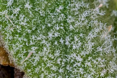 Frost on a mullein leaf Stock Photos