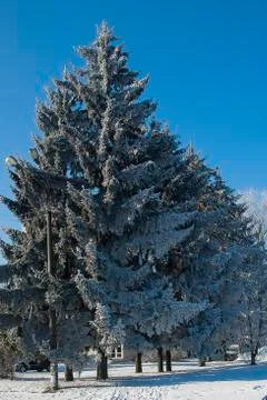 Frost park 스톡 사진