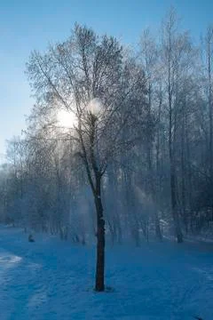Frost park 스톡 사진