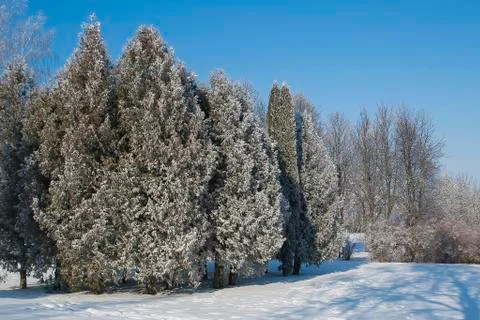 Frost park 스톡 사진