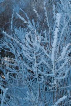 Frost park 스톡 사진