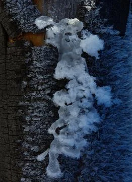 Frost Patterns on Tree Bark in Winter Foto stock