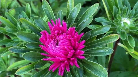Frost on petals of red aster flowers, close-up Stock Footage 299940932