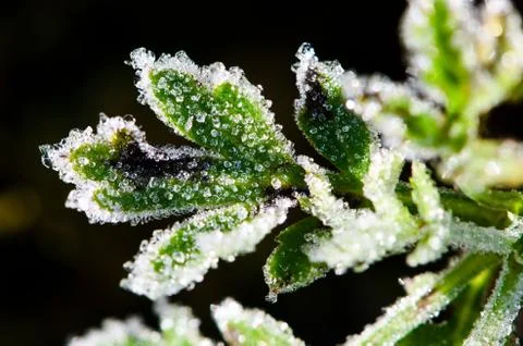 Frost Stock Photos