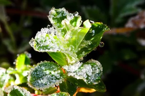 Frost Stock Photos