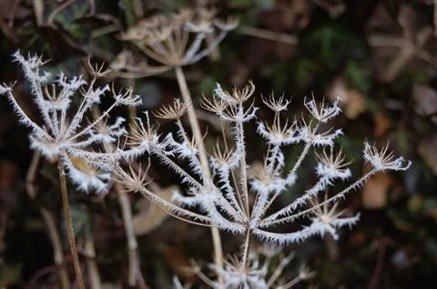 Frost Stock Photos