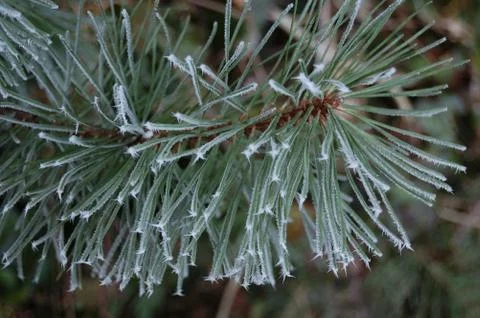Frost Stock Photos