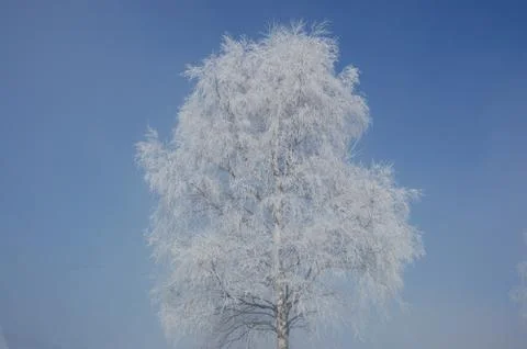 Frost Stock Photos