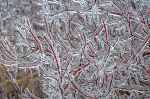Frost Stock Photos