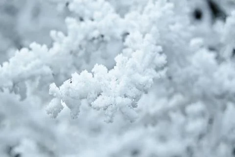 Frost Stock Photos