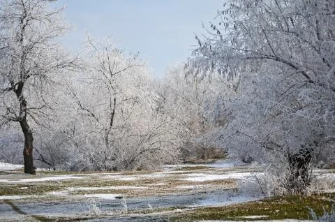 Frost. Stock Photos