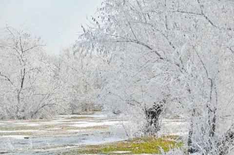 Frost. Stock Photos