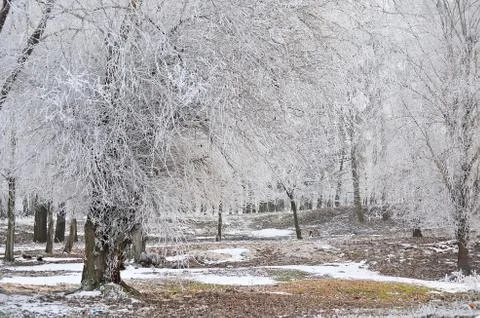 Frost. Stock Photos