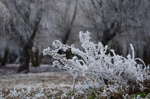 Frost. Stock Photos