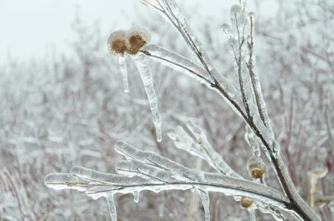 Frost Stock Photos