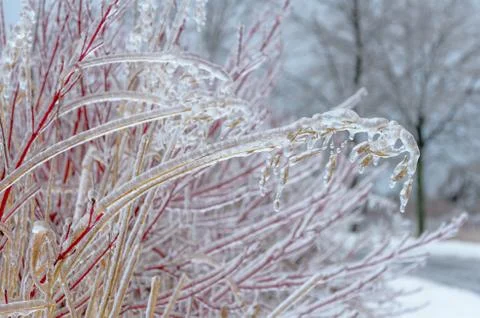 Frost Stock Photos