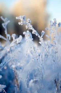 Frost Stock Photos
