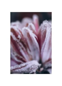 Frost Stock Photos