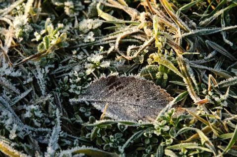 Frost Stock Photos