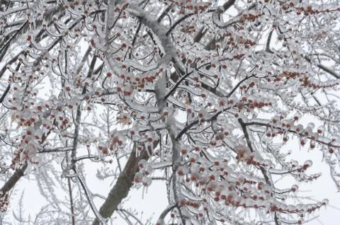 Frost Stock Photos