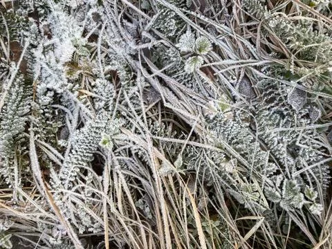 Frost Stock Photos