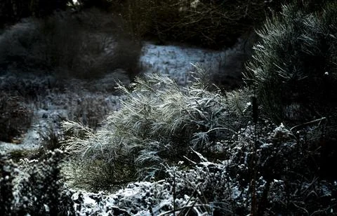 Frost Stock Photos