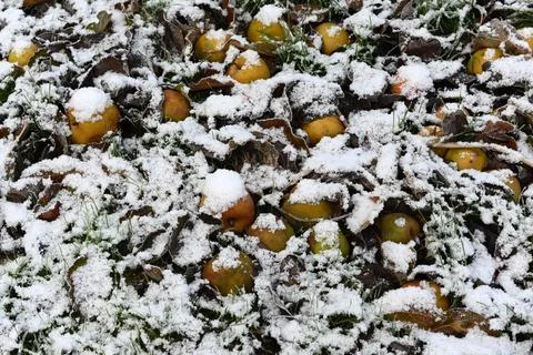 Frost Photos