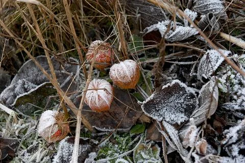 Frost Foto stock