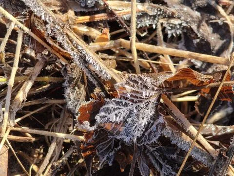 Frost Stock Photos