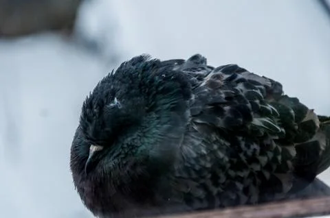 The frost pigeon Stock Photos
