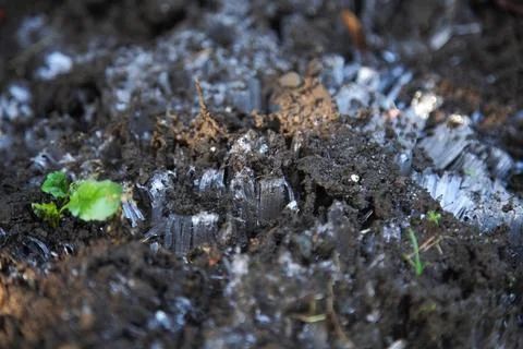 Frost pillars Stock Photos