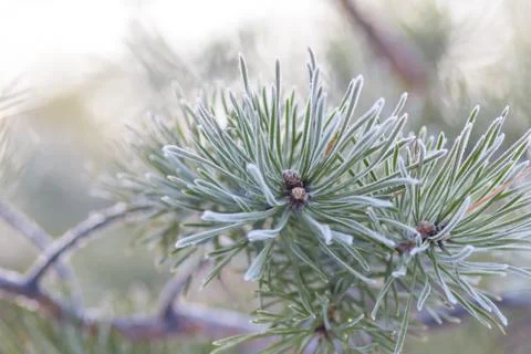 Frost pine branch Stock Photos