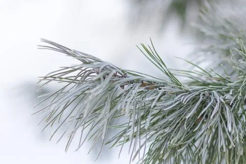 Frost pine branch Stock Photos