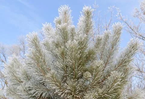 Frost on the pine branches Stock Photos