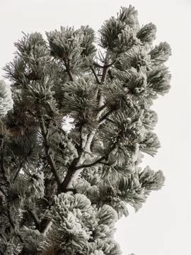 Frost on pine Stock Photos