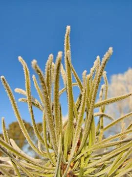 Frost on Pine. Pine tree covered with frost Stock Photos