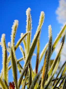 Frost on Pine. Pine tree covered with frost Stock Photos