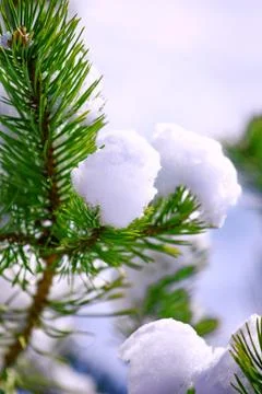 Frost on Pine. Pine tree covered with frost Stock Photos