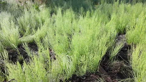 Frost pine sprouts in an alpine meadow during spring sunrise Stock Footage 316402654