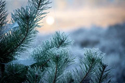 Frost on pine tree christmas cold morning veluwe Foto stock