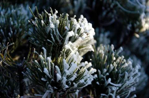 Frost on a pine tree Stock-Fotos