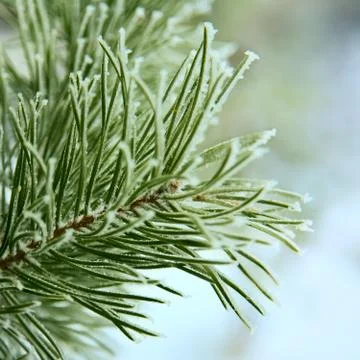 Frost on pine tree Foto stock