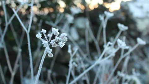 Frost on plants Stock Footage 225690614