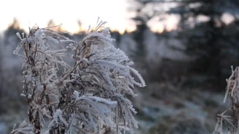 Frost on plants with setting sun Stock Footage 225691322