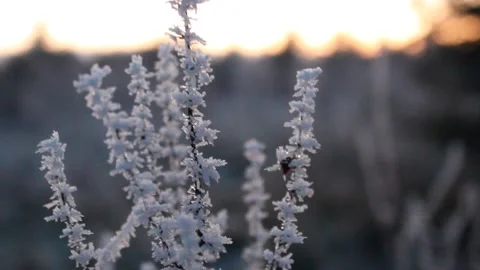 Frost on plants as sun sets Stock Footage 225691395